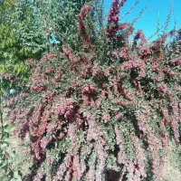 زرشک / کبوتر|خوردنی و آشامیدنی|مشهد, شهید علی محمدی|دیوار