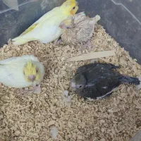 جوجه عروس هلندی لوتینو سرلاکی دستی|پرنده|شیراز, شیخ علی چوپان|دیوار