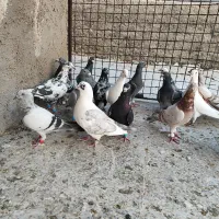 کفتر پلاکی دورگ بیرونی پرشی زرنگ|پرنده|شیراز, شیخ علی چوپان|دیوار