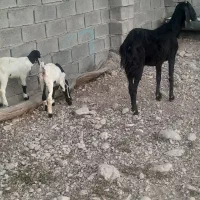 بزکهردار و تقلی کهره ماده