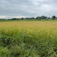 ۱۳۶۵۰ متر خونه محوطه و زمین کشاورزی سنددار|فروش زمین و ملک کلنگی|رشت, فلسطین|دیوار