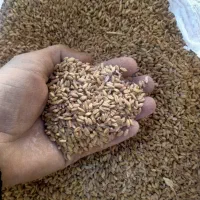 گندم ریژاب|عمدهفروشی|زمکان, |دیوار