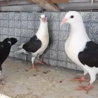 کبوتر آس پر فری وپلنگ سیاه|پرنده|گنبد کاووس, |دیوار