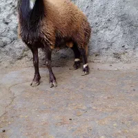 گوسفند بره قوچ های آنتیک ناب کیلویی۳۵۵|حیوانات مزرعه|ملایر, |دیوار