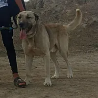 سگ سرابی نر و ماده