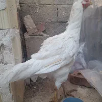 مروغ لاری نداشتن جا بفروش میرسد|حیوانات مزرعه|بکتاش, |دیوار