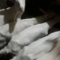 بزغاله سانن