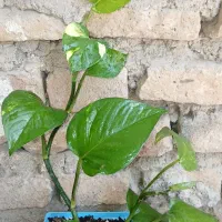 گل وکاکتوس