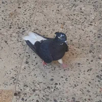 کبوتر طوقی|پرنده|شوشتر, |دیوار