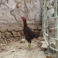 خروس لاری|حیوانات مزرعه|سرپل ذهاب, |دیوار