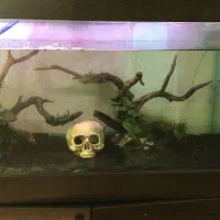 آبوس سنگ آنوبیاس لوچ دلقک