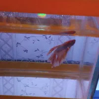 آکواریوم تعدا محدود  همراه با ماهی