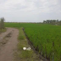 8500 متر زمین شالی،برنج کاری