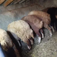 6عددبره ماده جفتی 22 ملیون مقتوع