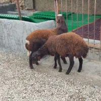 دو راس نر توقلی افشار چاق|حیوانات مزرعه|بندر ترکمن, |دیوار