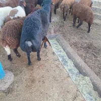 قوچ میش وبره|حیوانات مزرعه|تربت جام, جامرود|دیوار