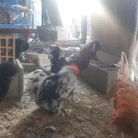 غاز و مرغ و خروس آمریکایی|حیوانات مزرعه|پیر بکران, |دیوار