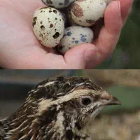 بلدرچین وتخم بلدرچین|حیوانات مزرعه|سیاهکل, |دیوار