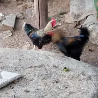 مرغ و خروس