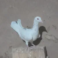 هفرنگ ماده|پرنده|دشتابی, |دیوار