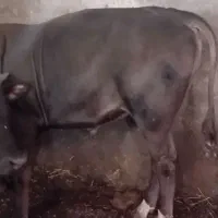 یکی گاو شاروله یکی سوئیس یک ساله