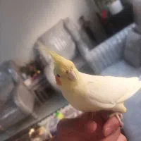 عروس هلندی ماده دستی|پرنده|ری, جوانمرد قصاب|دیوار