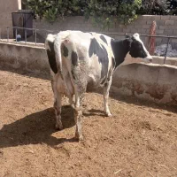 نخری شکم اول ۲۰ کیلو شیر میددی ماه ت