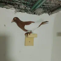 یهودی دمسفید