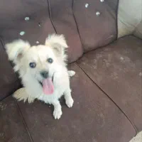 واگذاری سگ پامر|سگ|ماهان, |دیوار