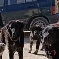 لاس قدرجونی۳۵میلیون