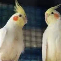 عروس هلندی نر و ماده