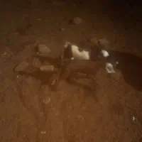 یک عدد بز زاییده دوقلو|حیوانات مزرعه|سبزوار, قصبه غربی|دیوار