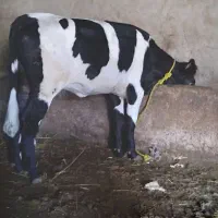 گوساله