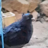 چهار عدد کبوتر نر|پرنده|یزد, |دیوار