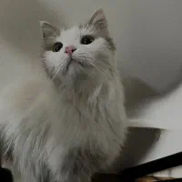 گربه پرشین واگذاری رایگان