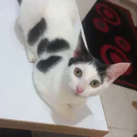 گربه|گربه|رشت, استقامت ۲|دیوار
