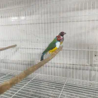 فنچ گلدین و کینگ