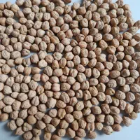 نخود بذری اصلاح شده