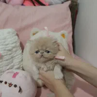 گربه پرشین سوپرفلت اصیل