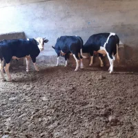 گوساله|حیوانات مزرعه|سیلاخور, |دیوار