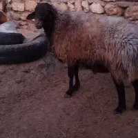 قوچ|حیوانات مزرعه|کوهدشت, |دیوار