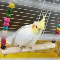 عروس. هلندی نر