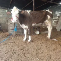 گاو با گوساله