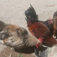 خروس فروشی|حیوانات مزرعه|مهاجران, |دیوار