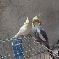 عروس هلندی|پرنده|شیراز, بید زرد|دیوار