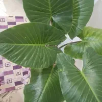 گل بابا ادم