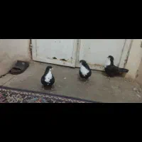 نقدفقط|پرنده|کرمان, |دیوار