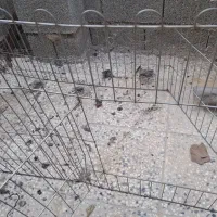 پارک سگ