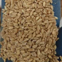 فروش  گندم