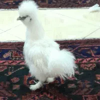 تخم مرغ ابریشمی|حیوانات مزرعه|بهارستان, |دیوار